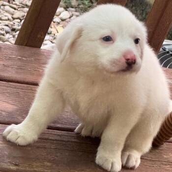 Lady Pink -  Mixed Breed Dog for Adoption in Kansas City, Missouri - Lady Pink | PetCurious