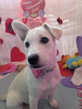 Plott Hound and Australian Shepherd Dogs Available for Adoption - Twice K Pop | PetCurious