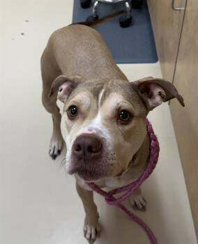 American Staffordshire Terrier and Mixed Breed Dogs Available for Adoption - SPLASH | PetCurious