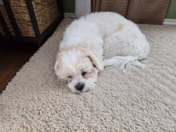 Rescue Maltese Dogs for Adoption in Leesburg, Virginia - Ariana And Xena | PetCurious