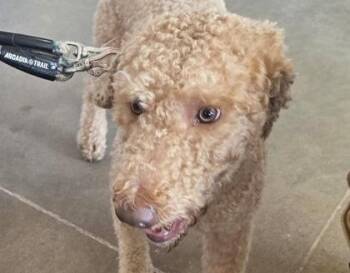 Labradoodle Dogs Available for Adoption - KAI | PetCurious