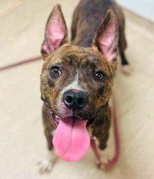 Sabella -  Mixed Breed Dog for Adoption in West Chester, Pennsylvania - Sabella | PetCurious