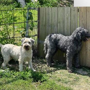 Penny Mae -  Wheaten Terrier and Poodle Dog for Adoption in Normal, Illinois - Penny Mae | PetCurious