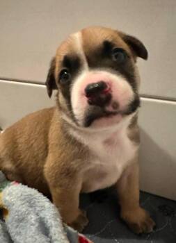 Boaz -  Terrier Dog for Adoption in El Dorado, Arkansas - Boaz | PetCurious