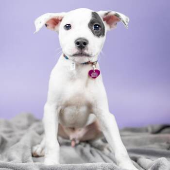 Eggo -  Mixed Breed Dog for Adoption in Portland, Oregon - Eggo | PetCurious