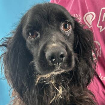 Lady - Local August 28-30 -  Cocker Spaniel Dog for Adoption in Brookshire, Texas - Lady - Local August 28-30 | PetCurious
