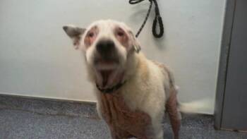 BUSTER -  Labrador Retriever and Mixed Breed Dog for Adoption in Charlotte, North Carolina - BUSTER | PetCurious