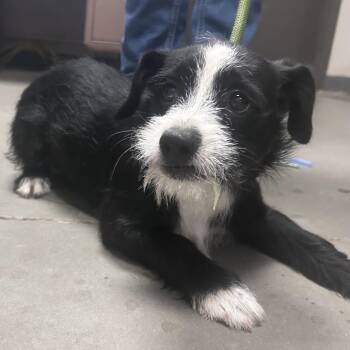 Holmes -  Mixed Breed Dog for Adoption in Yuma, Arizona - Holmes | PetCurious