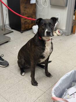 Mountain Cur Dogs Available for Adoption in Sorrento, Louisiana - Annette | PetCurious