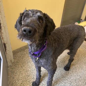 Mouse -  Standard Poodle Dog for Adoption in Bedford, New Hampshire - Mouse | PetCurious
