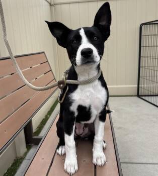 Pit Bull Terrier and Mixed Breed Dogs Available for Adoption in Camarillo, California - NOVA | PetCurious