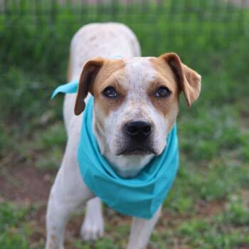 BUTTERNUT -  American Staffordshire Terrier Dog for Adoption in San Antonio, Texas - BUTTERNUT | PetCurious