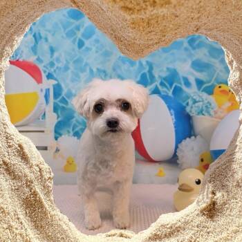 Mermaid -  Maltese Dog for Adoption in Phoenix, Arizona - Mermaid | PetCurious