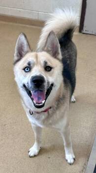 CAPT. SUNSHINE -  Siberian Husky and Mixed Breed Dog for Adoption in Derwood, Maryland - CAPT. SUNSHINE | PetCurious