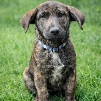 Belgian Shepherd Malinois and Black Labrador Retriever Dogs Available for Adoption - Ginger Rae | PetCurious