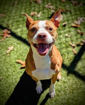 Rescue Pit Bull Terrier Dogs for Adoption in Clyde, North Carolina - KEYLO | PetCurious