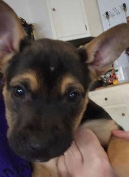 Terrier Dogs Available for Adoption - Sweet Pea | PetCurious