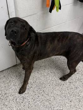 Kalani -  Mixed Breed Dog for Adoption in Kansas City, Missouri - Kalani | PetCurious