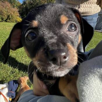 Caterpillar -  Chihuahua Dog for Adoption in Enfield, New Hampshire - Caterpillar | PetCurious