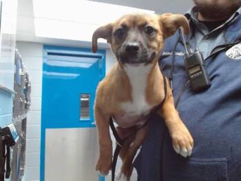 Boxer and German Shepherd Dog Dogs Available for Adoption - COCO | PetCurious