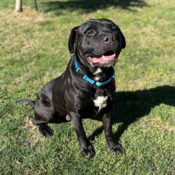 Rescue Mixed Breed Dogs for Adoption in Medford, Oregon - Buddy | PetCurious