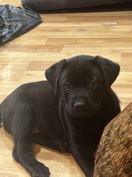 Rescue Labrador Retriever and Terrier Dogs for Adoption in Barnhart, Missouri - Wynter | PetCurious