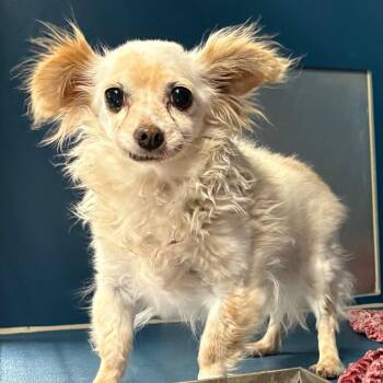 Chihuahua Dogs Available for Adoption in Yuma, Arizona - Sully | PetCurious