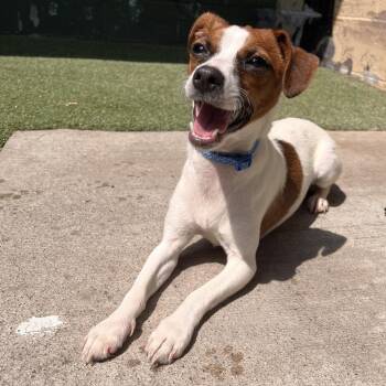Laika -  Mixed Breed Dog for Adoption in Fairport, New York - Laika | PetCurious