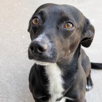 Dachshund Dogs Available for Adoption in Manhattan, Kansas - Max | PetCurious