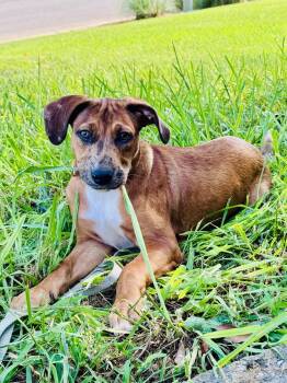 Anne -  Catahoula Leopard Dog and Boxer Dog for Adoption in Kimberlin Heights, Tennessee - Anne | PetCurious