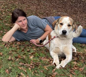 Rescue Husky Dogs for Adoption in Little Rock, Arkansas - Cinnabun | PetCurious