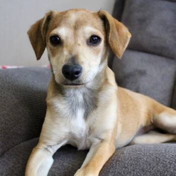 Ms. Bun Bun, -  Beagle and Dachshund Dog for Adoption in Ridgefield, Washington - Ms. Bun Bun, | PetCurious