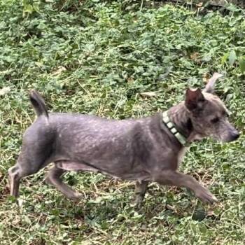 Phillis D12136 -  Chihuahua Dog for Adoption - Phillis D12136 | PetCurious