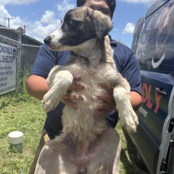 Harley -  Mixed Breed Dog for Adoption in Austin, Texas - Harley | PetCurious