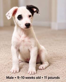 Spot -  Terrier Dog for Adoption in Walker, Louisiana - Spot | PetCurious