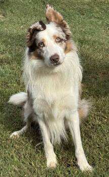 Rescue Border Collie Dogs for Adoption in Chestertown, Maryland - Dan | PetCurious
