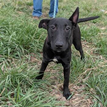 Bull Terrier and Black Labrador Retriever Dogs Available for Adoption in Thayne, Wyoming - Lilly | PetCurious