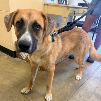 Fynn -  Mixed Breed Dog for Adoption in Corinth, Mississippi - Fynn | PetCurious
