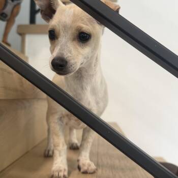 Mr. Tiny Graham -  Chihuahua and Terrier Dog for Adoption in Ridgefield, Washington - Mr. Tiny Graham | PetCurious