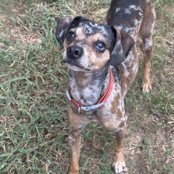 Buck -  Mixed Breed Dog for Adoption in Fredericksburg, Virginia - Buck | PetCurious