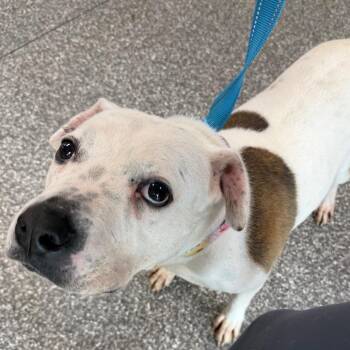 Rosie -  Pit Bull Terrier and Mixed Breed Dog for Adoption in Riverwoods, Illinois - Rosie | PetCurious