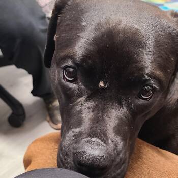 Mixed Breed Dogs Available for Adoption in Oak Park, Illinois - Elphie | PetCurious