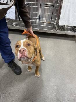 Rescue Terrier Dogs for Adoption - DRACO | PetCurious