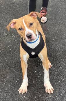 Pebbles -  Hound Dog for Adoption in Ellicott City, Maryland - Pebbles | PetCurious