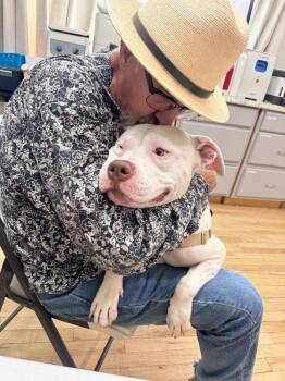 Handsome Seeks Girlfriend or Bestie -  Pit Bull Terrier Dog for Adoption in Friendswood, Texas - Handsome Seeks Girlfriend Or Bestie | PetCurious