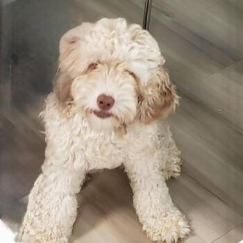 Cockapoo Dogs Available for Adoption - Molly | PetCurious