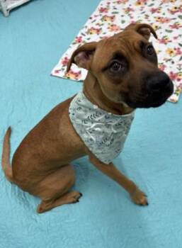 Grande -  Mixed Breed Dog for Adoption in Westland, Michigan - Grande | PetCurious