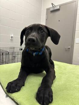 LOCK -  German Shepherd Dog and Rottweiler Dog for Adoption in Indianapolis, Indiana - LOCK | PetCurious