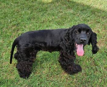 Carbon -  Cocker Spaniel Dog for Adoption in Austin, Texas - Carbon | PetCurious
