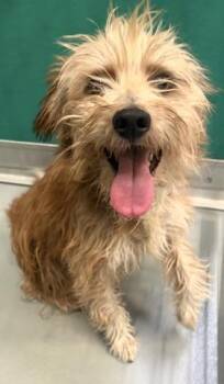 A256102 -  Cairn Terrier and Mixed Breed Dog for Adoption in Visalia, California - A256102 | PetCurious